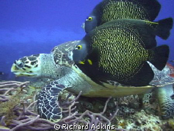 I was making underwater video in Cozumel last week and ca... by Richard Adkins 